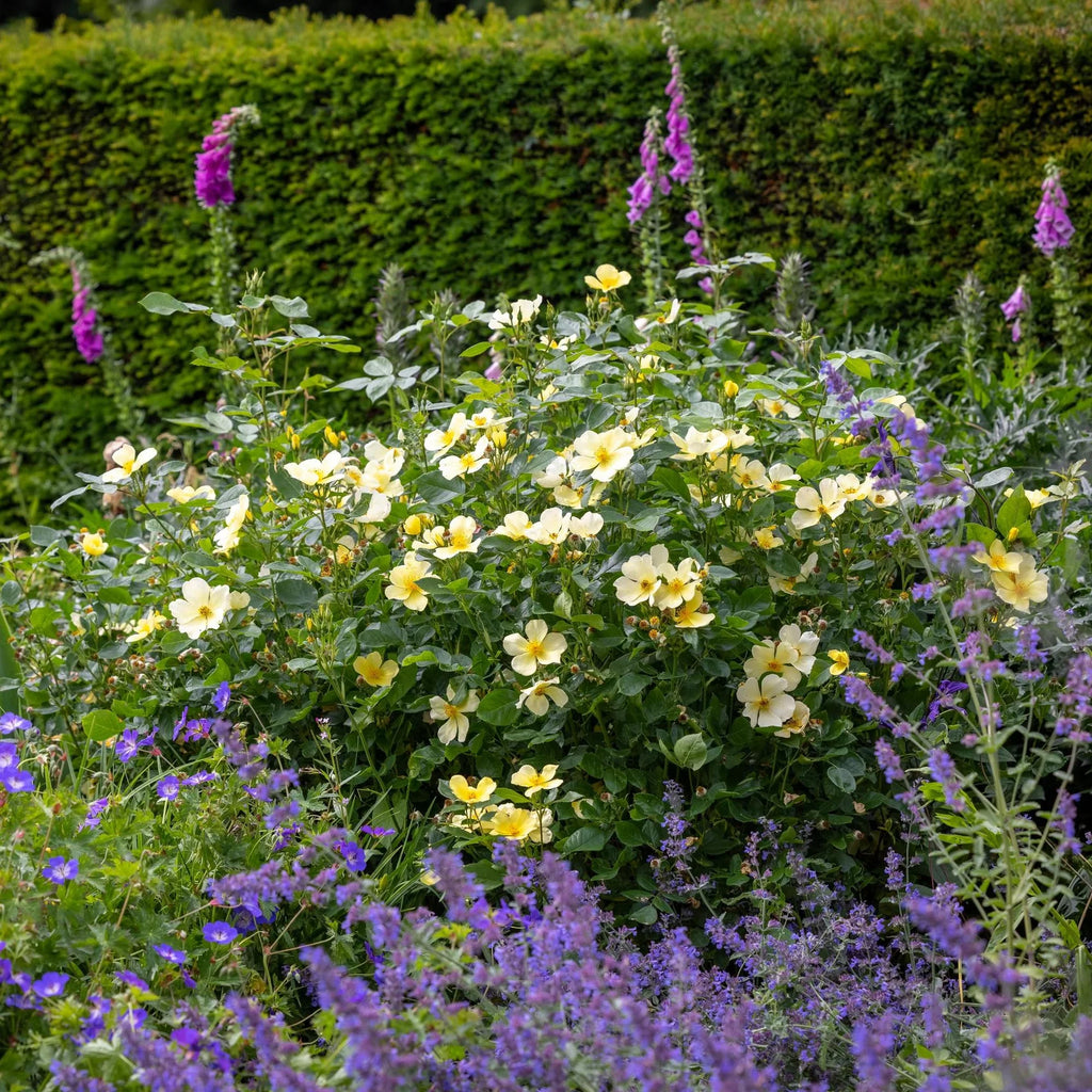 Tottering-by-Gently™ David Austin® English Shrub Rose