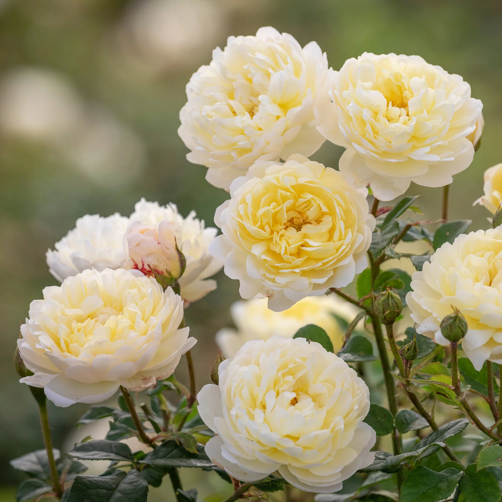 Nye Bevan® David Austin® English Shrub Rose