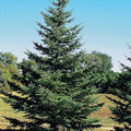 Picea glauca var. densata  - Black Hills Spruce