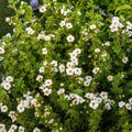 Potentilla fruticosa 'Bailbrule'  - First Editions® Creme Brulee™ Potentilla