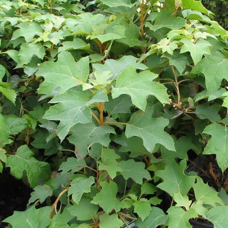 Hydrangea quercifolia 'Pee Wee'  - Pee Wee Oakleaf Hydrangea
