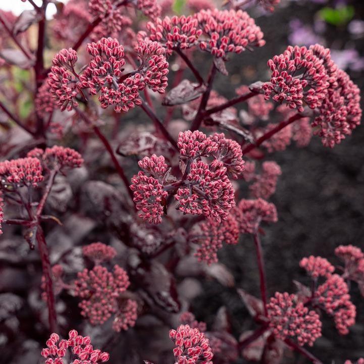 Sedum x 'Holtpupasras095'  - Puff Pastry™ Raspberry Stonecrop