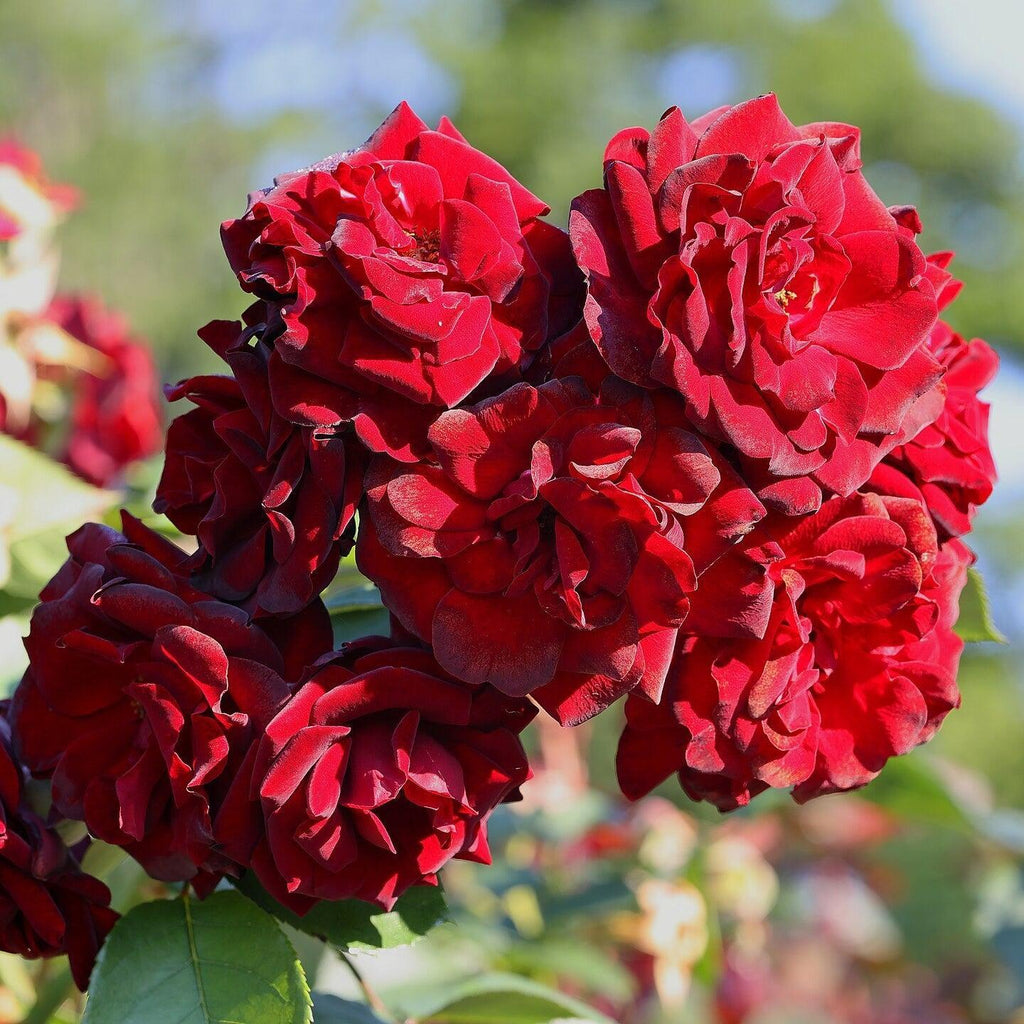Rosa 'Navy Lady'  - Navy Lady Rose