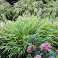 Hakonechloa macra  - Japanese Forest Grass, Hakone Grass