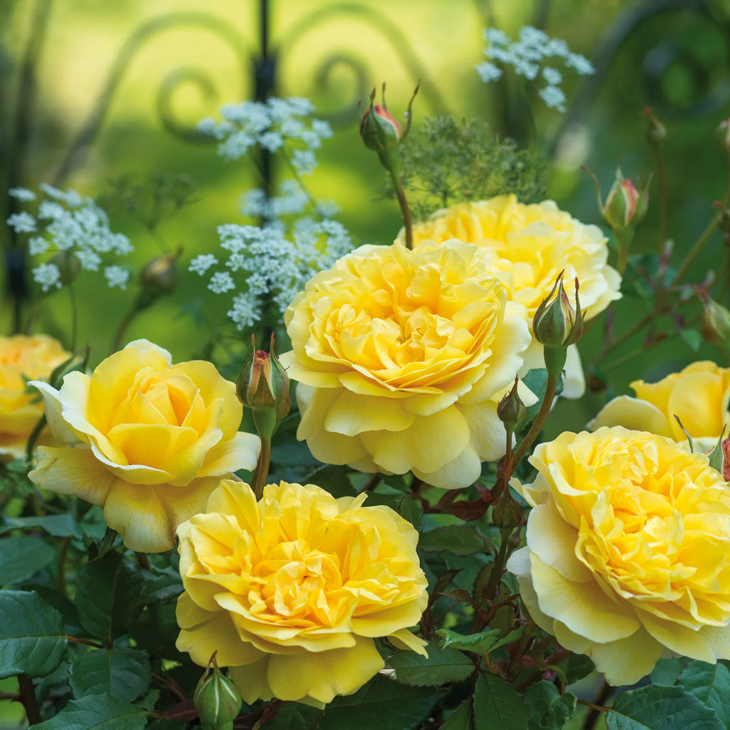 The Poet's Wife® David Austin® English Shrub Rose