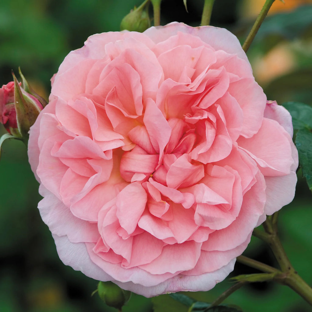 Strawberry Hill™ David Austin® Climbing Rose