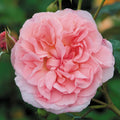 Strawberry Hill™ David Austin® Climbing Rose