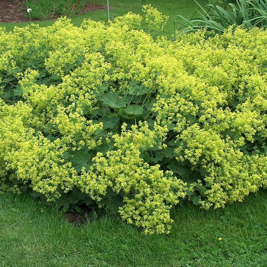 Alchemilla mollis  - Lady's Mantle