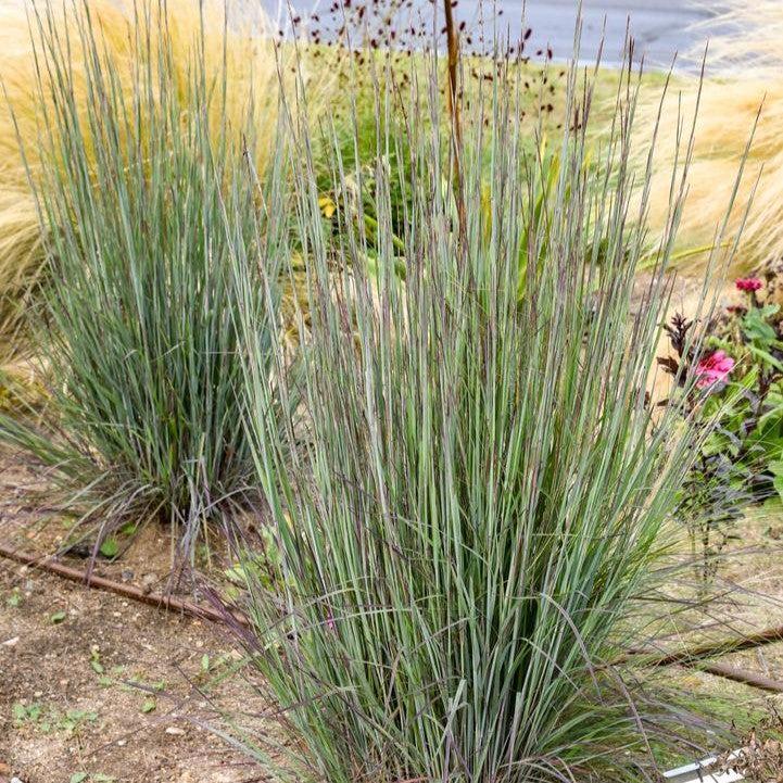 Schizachyrium scoparium 'Cinnamon Sticks'  - Cinnamon Sticks Little Bluestem