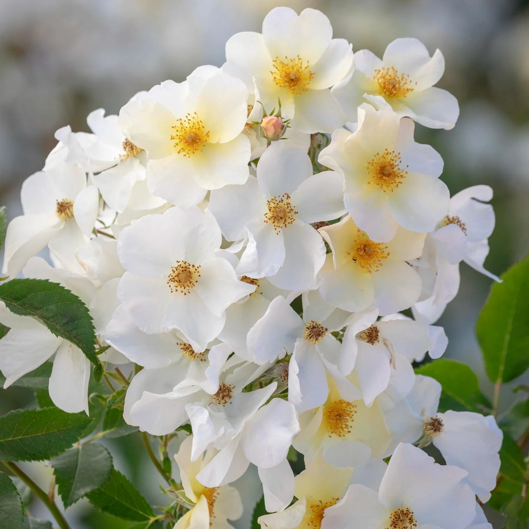 Kew Gardens® David Austin® English Shrub Rose