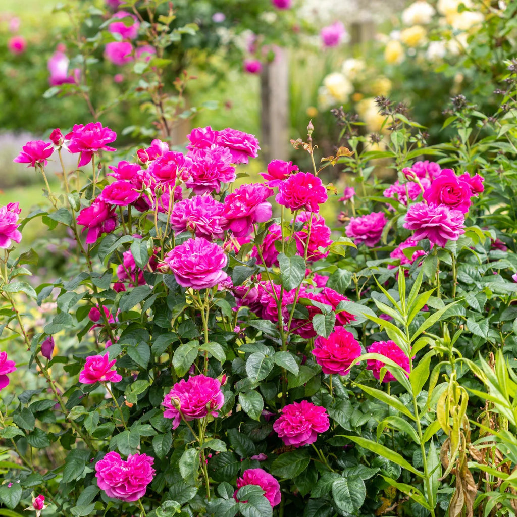 James L. Austin® David Austin® English Shrub Rose
