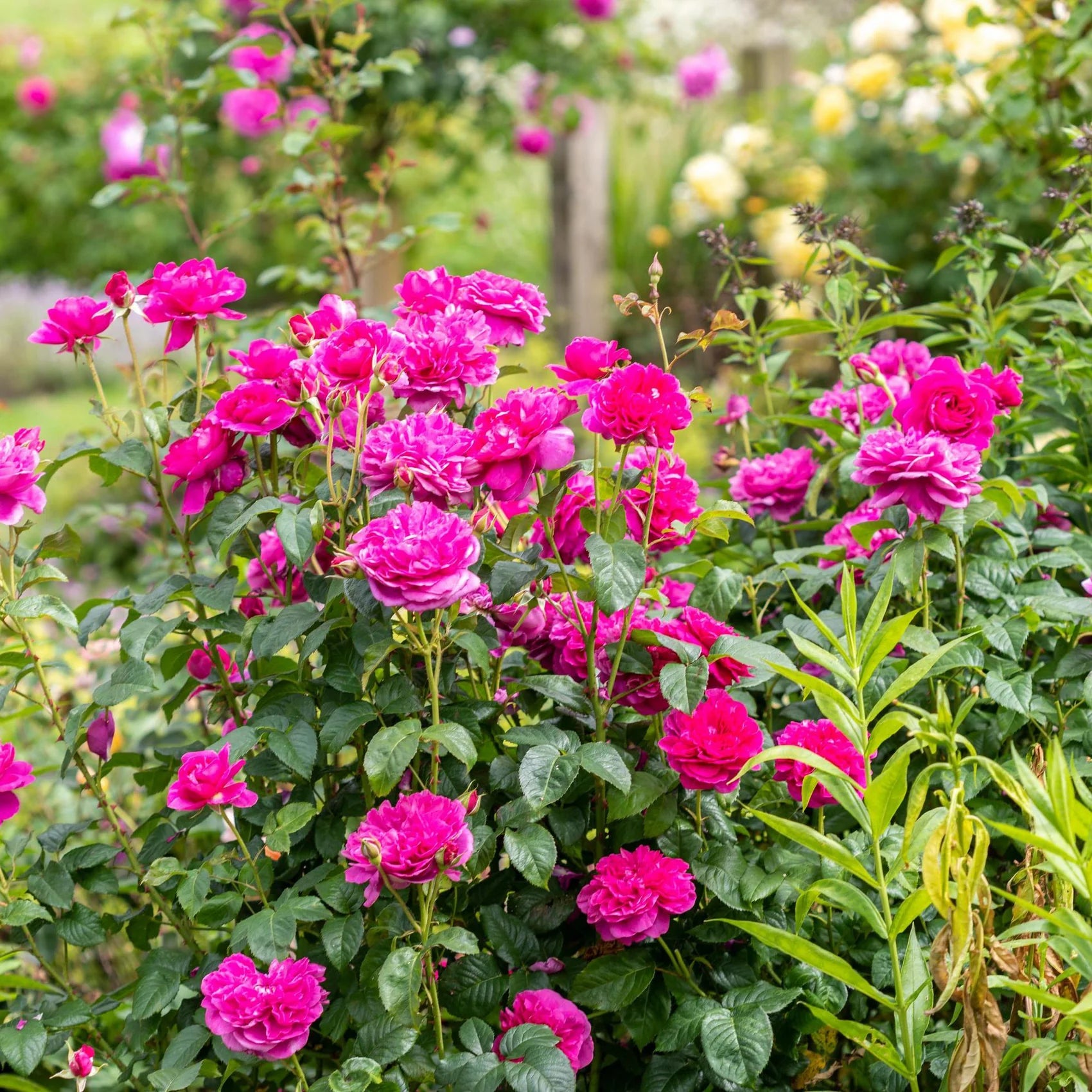 James L. Austin® David Austin® English Shrub Rose