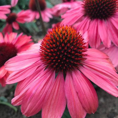 Echinacea purpurea 'Coral Craze'  - Eye-catcher™ Coral Craze Echinacea