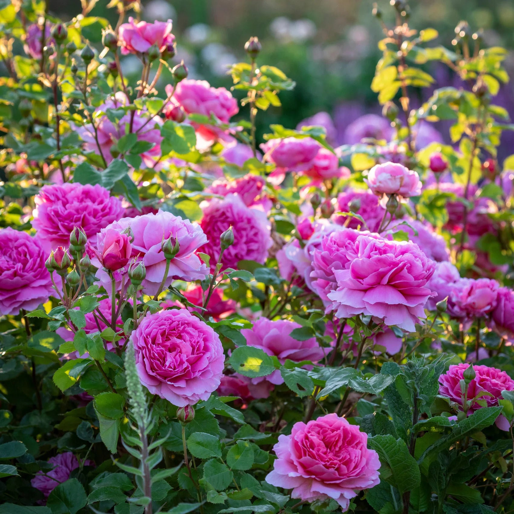 Princess Alexandra of Kent® David Austin® English Shrub Rose
