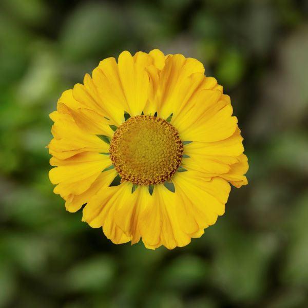 Helenium autumnale 'HayDay Gold Bicolor'  - HayDay™ Gold Bicolor Sneezeweed
