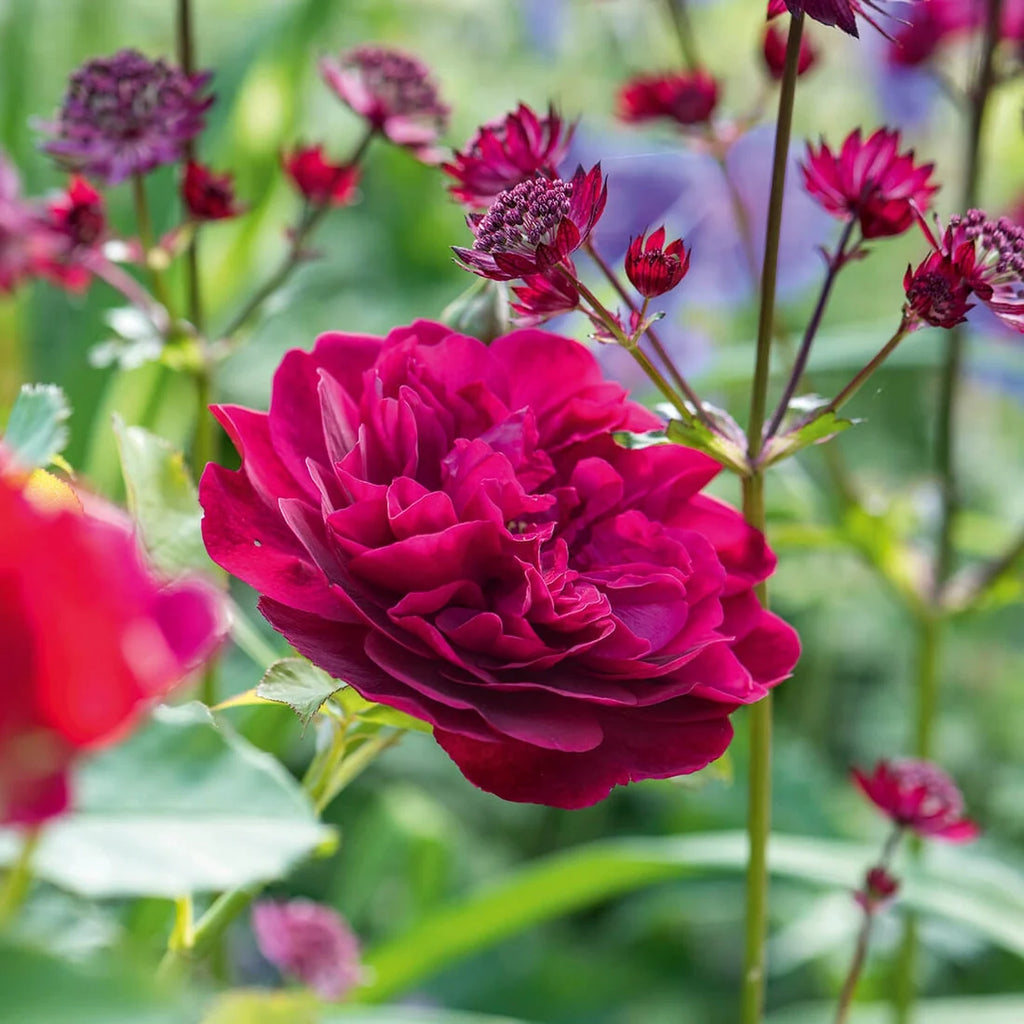 Darcey Bussell® by David Austin®