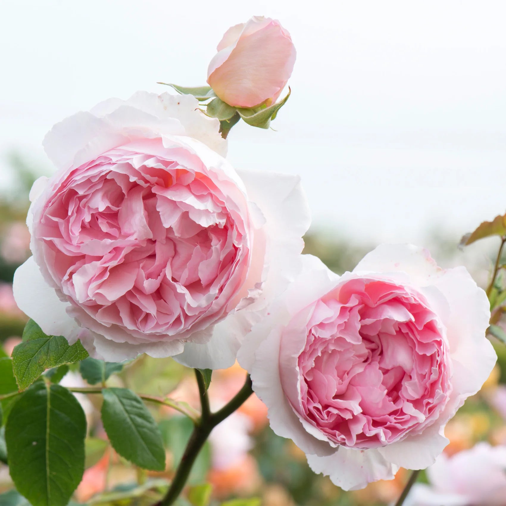 The Wedgwood Rose® David Austin® Climbing Rose