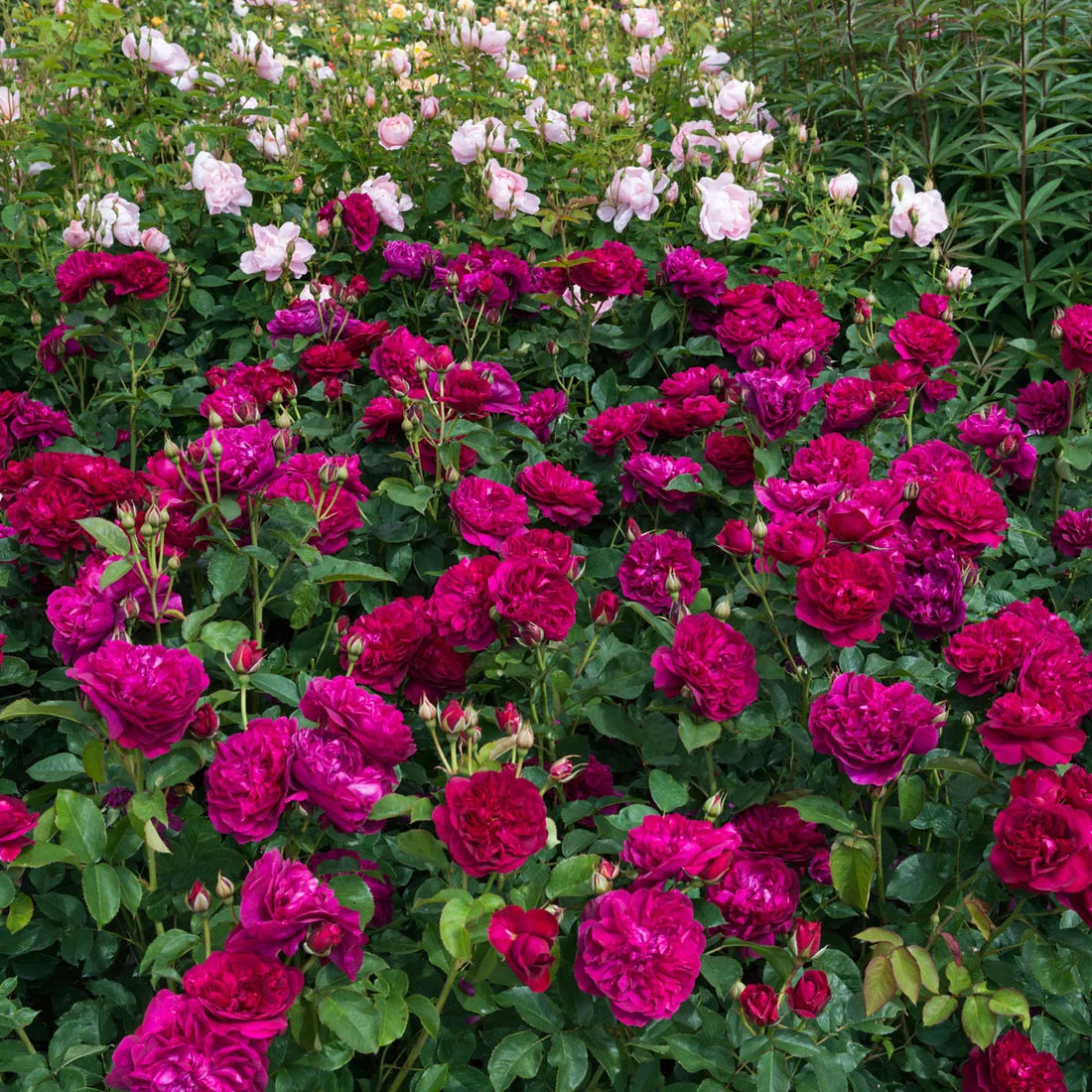 Darcey Bussell® by David Austin®