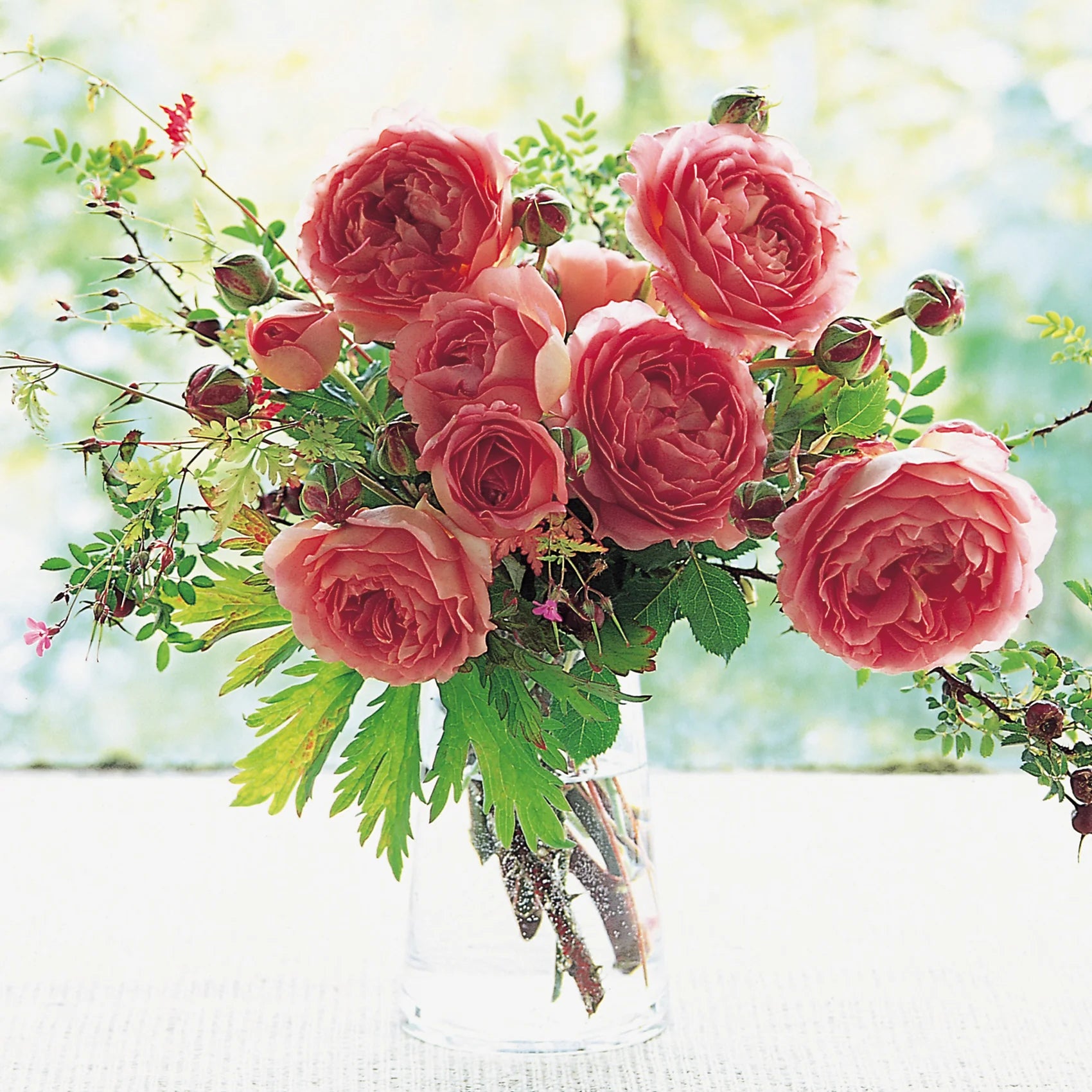 Jubilee Celebration® David Austin® English Shrub Rose