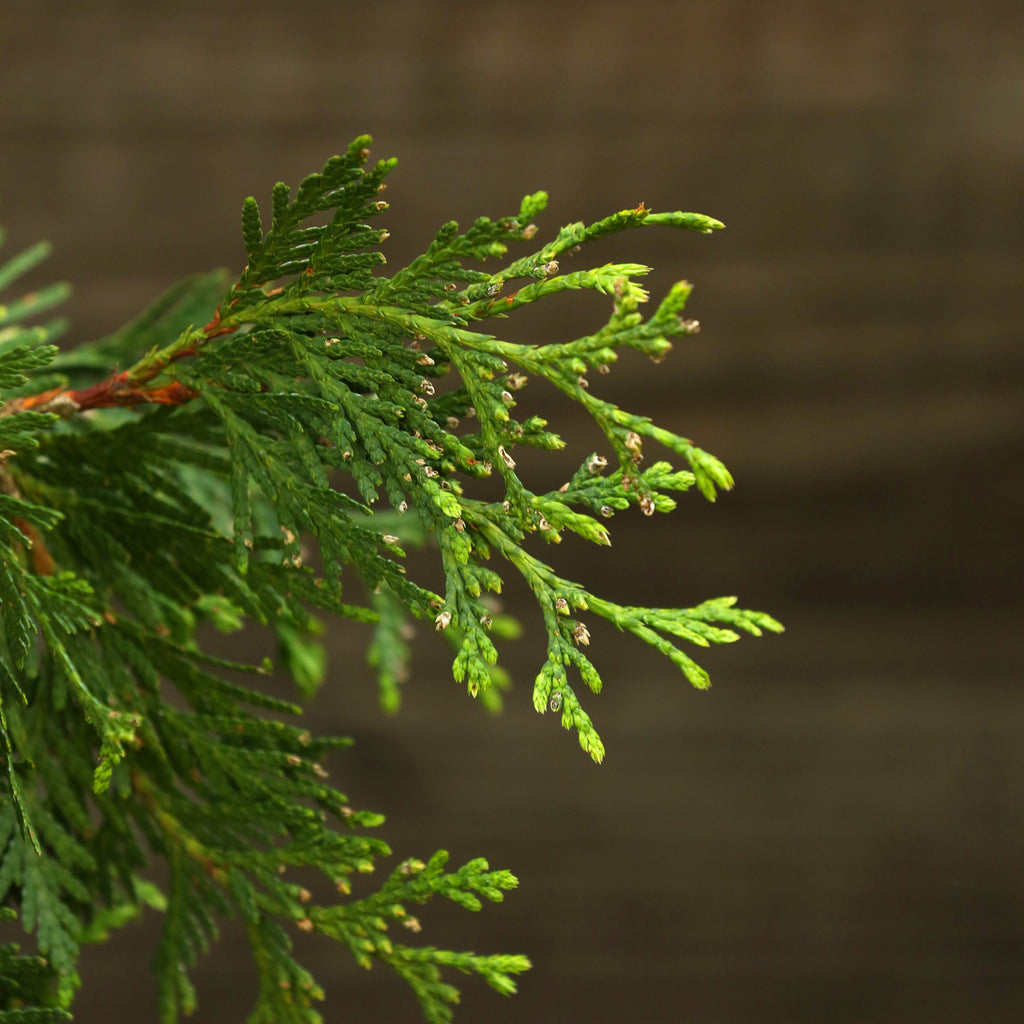 Thuja standishii x plicata 'Green Giant'  - Green Giant Arborvitae