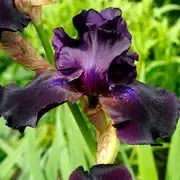 Iris germanica 'Superstition'  - Superstition Bearded Iris
