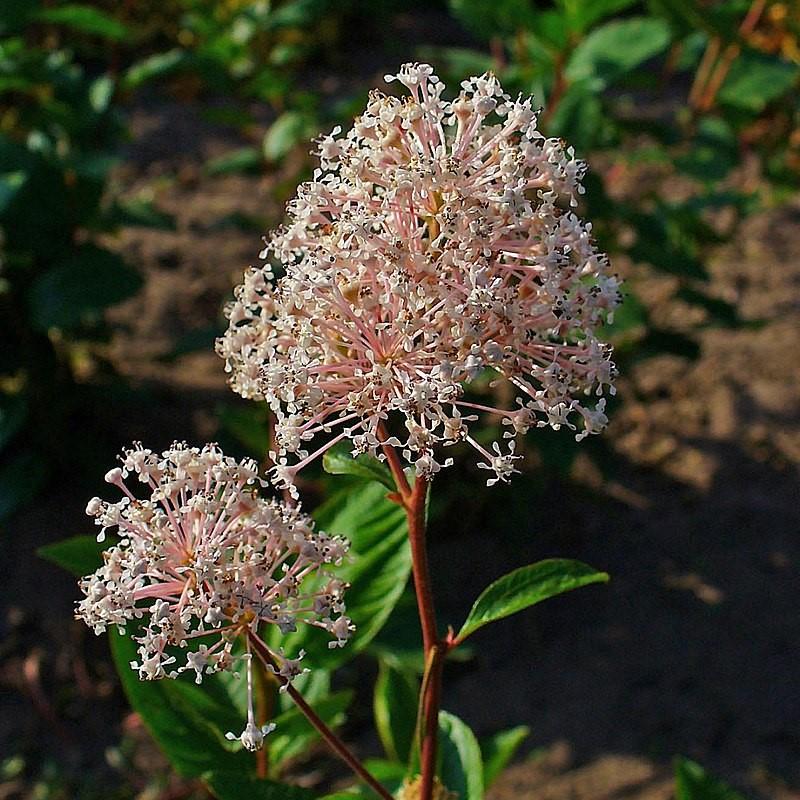 Ceanothus americanus  - New Jersey Tea