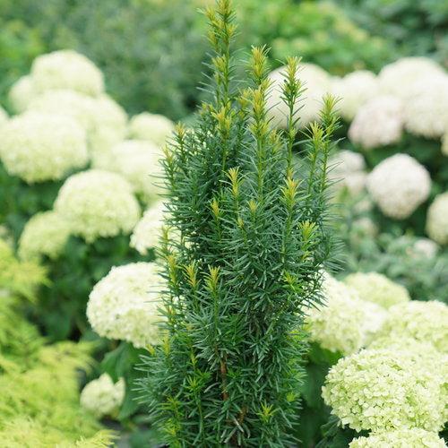 Taxus x media 'SMNTHDPF'  - Stonehenge Skinny® Yew