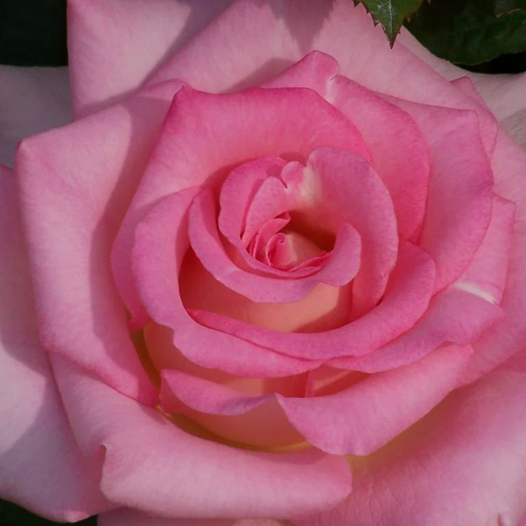 Falling in Love™ Hybrid Tea Rose