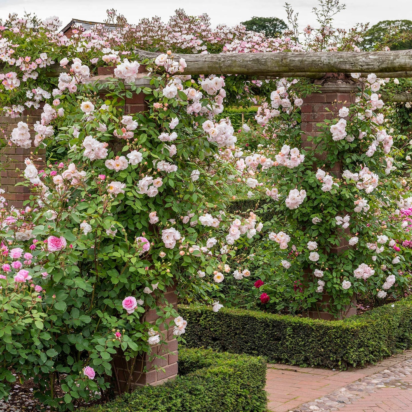 The Lady of the Lake® David Austin® Rambling Rose