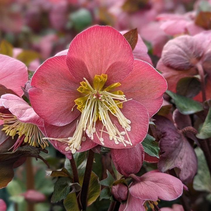 Helleborus x hybridus 'EBP 31'  - FrostKiss™ Cheryl's Shine Lenten Rose
