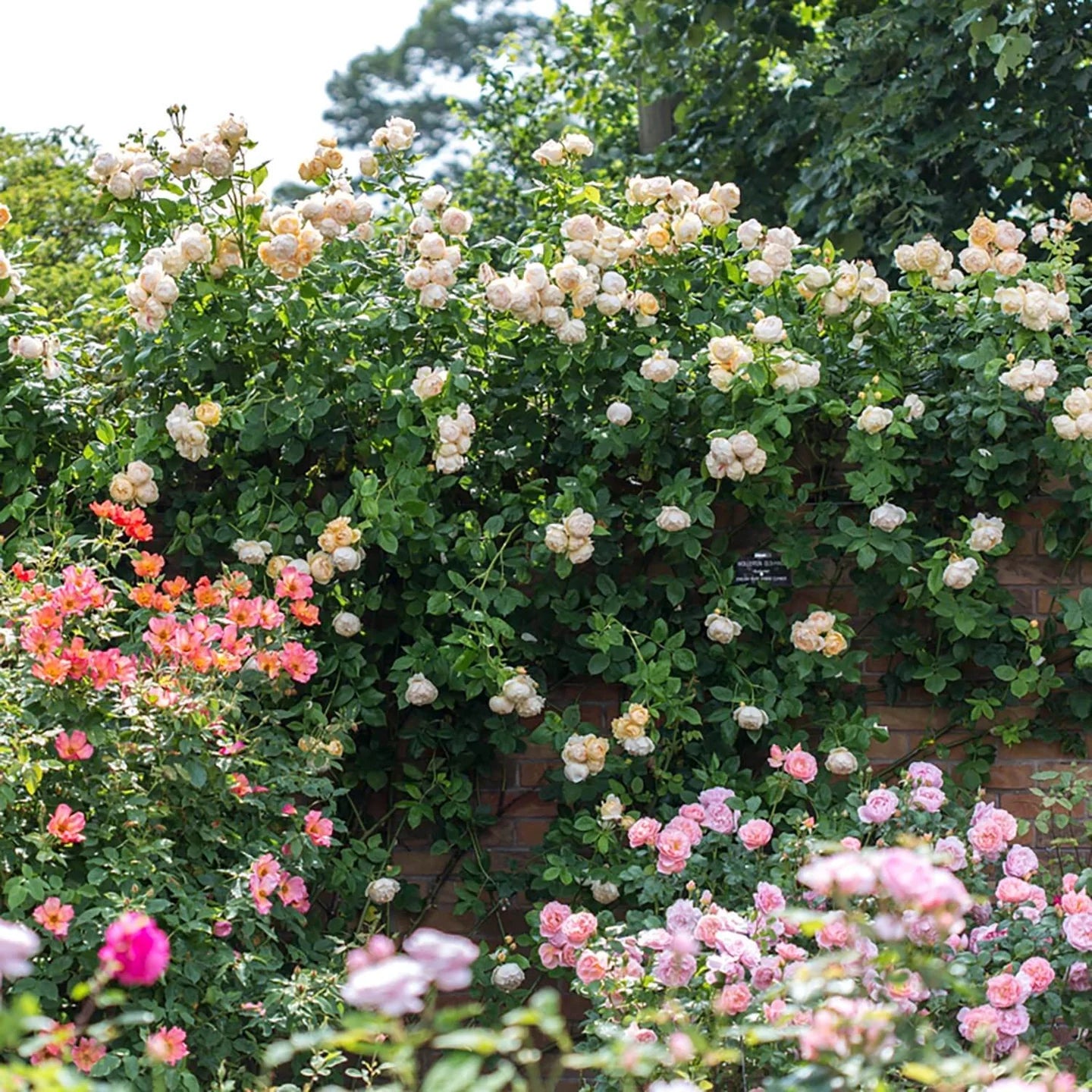 Wollerton Old Hall® David Austin® Climbing Rose