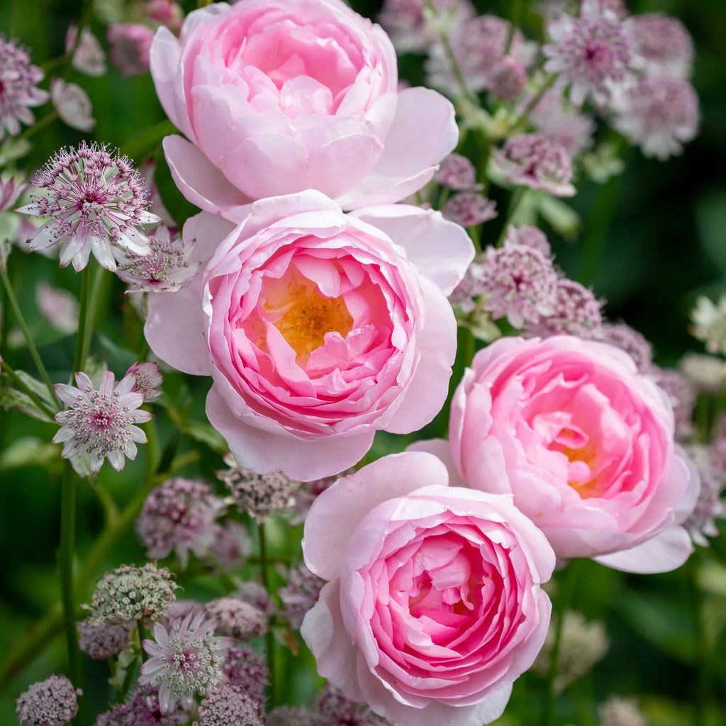 Scepter’d Isle™ David Austin® English Shrub Rose