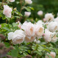 Desdemona® David Austin® English Shrub Rose