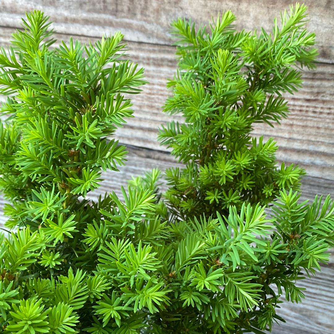 Taxus x media 'Densiformis'  - Dense Spreading Yew