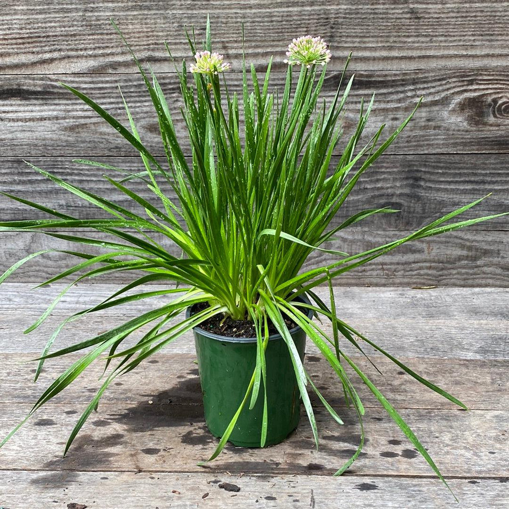 Allium 'Millenium'  - Millenium Ornamental Onion