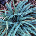 Carex flaccosperma  - Blue Wood Sedge
