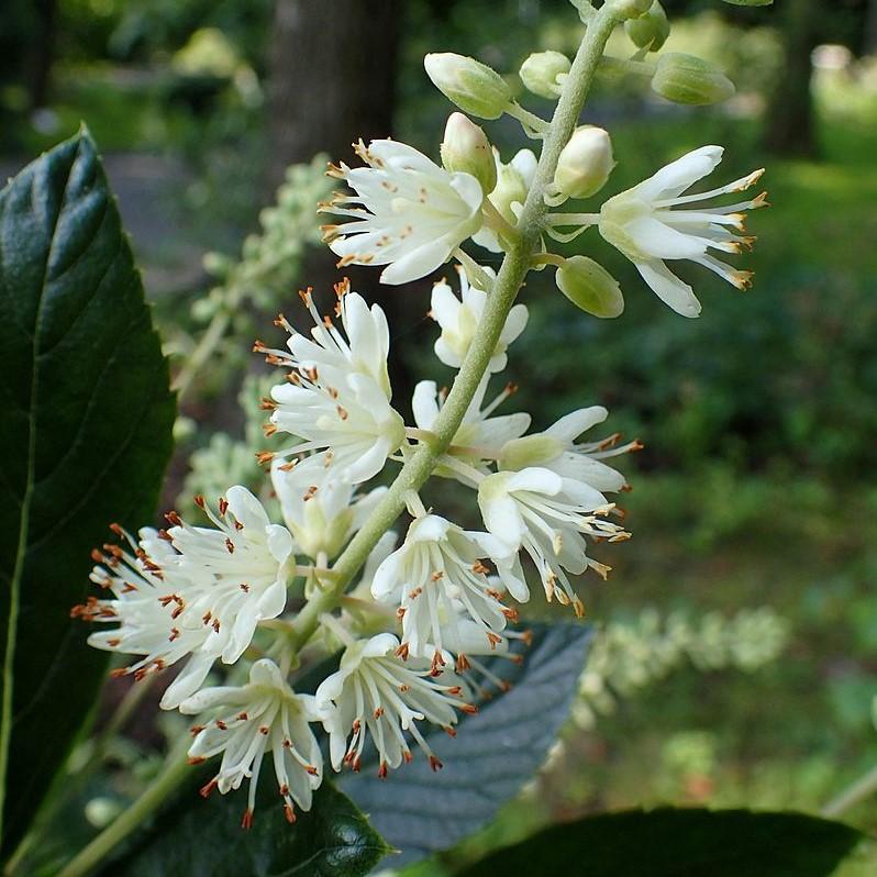 Clethra alnifolia 'Hummingbird'  - Hummingbird Summersweet