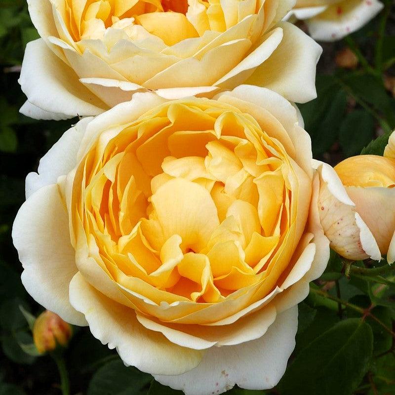 Rosa 'Auspoly'  - Charlotte Rose