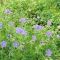 Geranium 'Azure Rush'  - Azure Rush Cranesbill