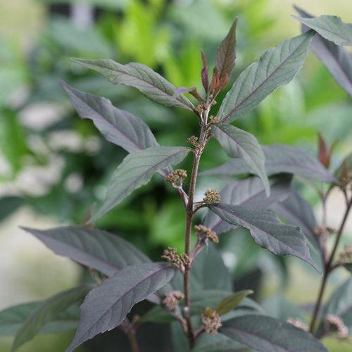 Callicarpa 'Pearl Glam'  - Pearl Glam® Beautyberry