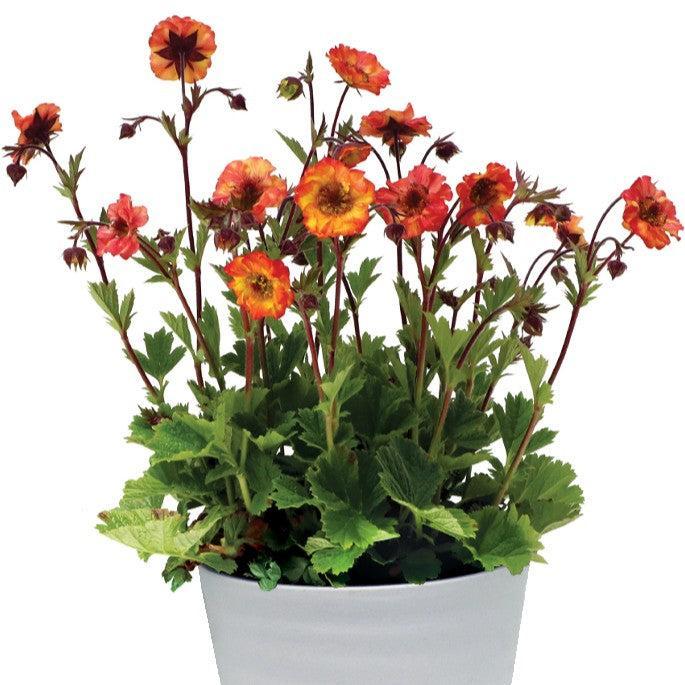 Geum x 'Fiesta'  - Tempo™ Fiesta Avens