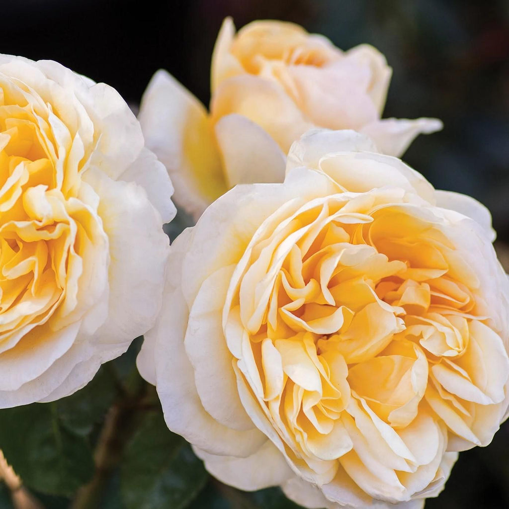 Moonlight Romantica® Rose - Redland