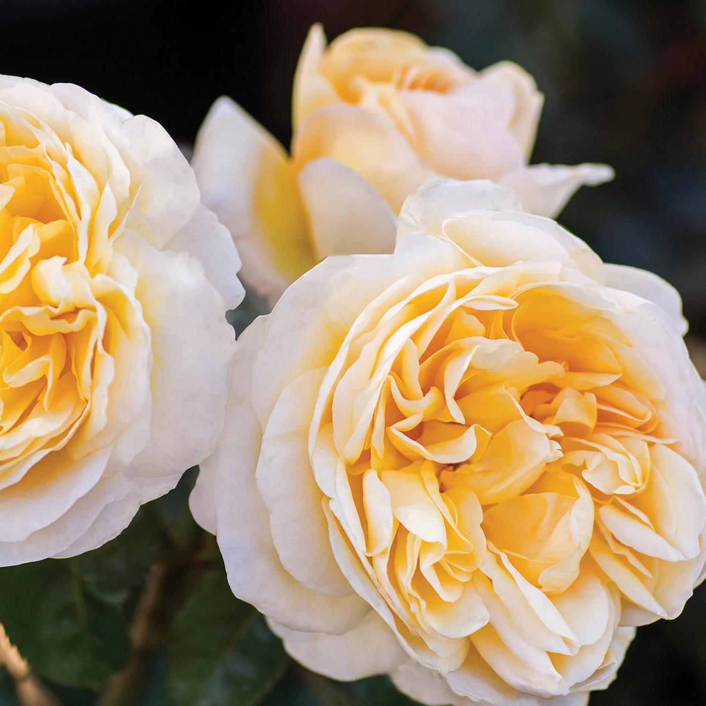 Moonlight Romantica® Rose - Redland