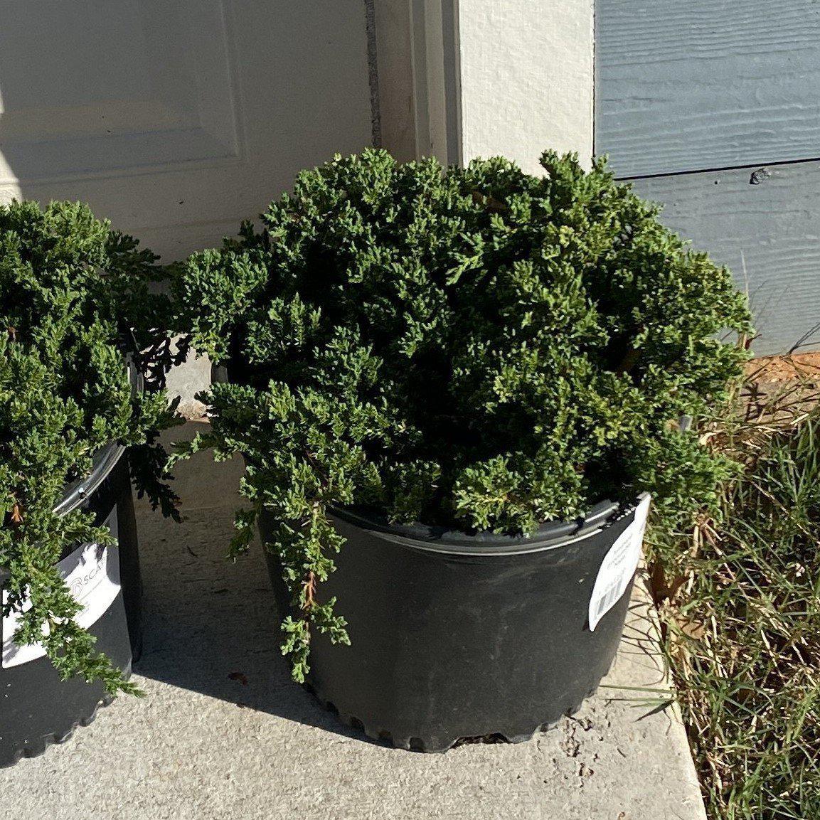 Juniperus procumbens 'Nana'  - Japanese Garden Juniper