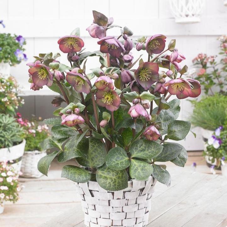 Helleborus x hybridus 'Dana's Dulcet'  - FrostKiss™ Dana's Dulcet® Lenten Rose