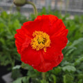 Papaver nudicaule 'Garden Gnome'  - Garden Gnome Poppies
