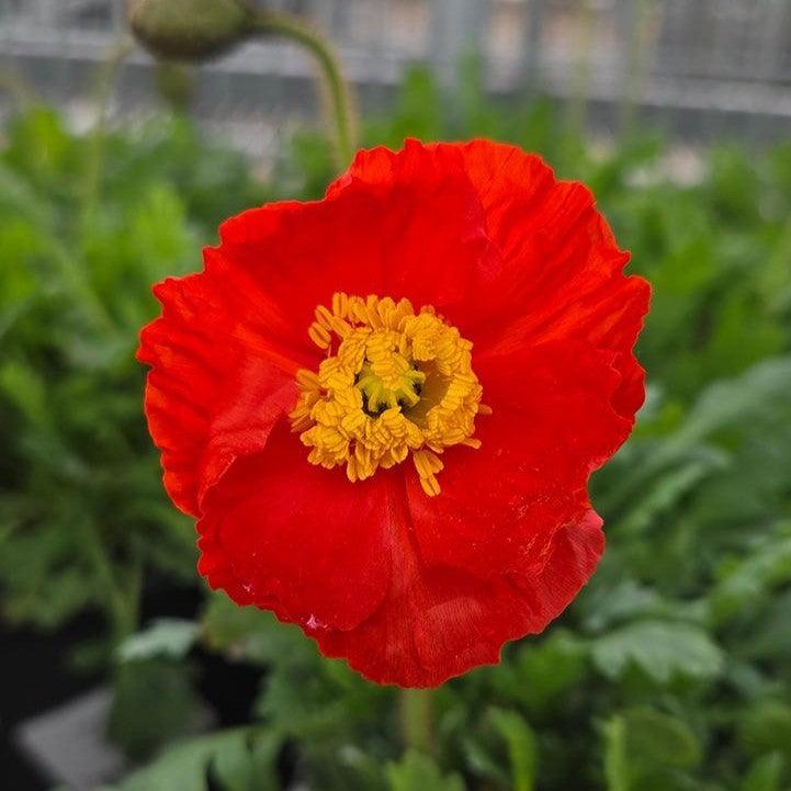 Papaver nudicaule 'Garden Gnome'  - Garden Gnome Poppies