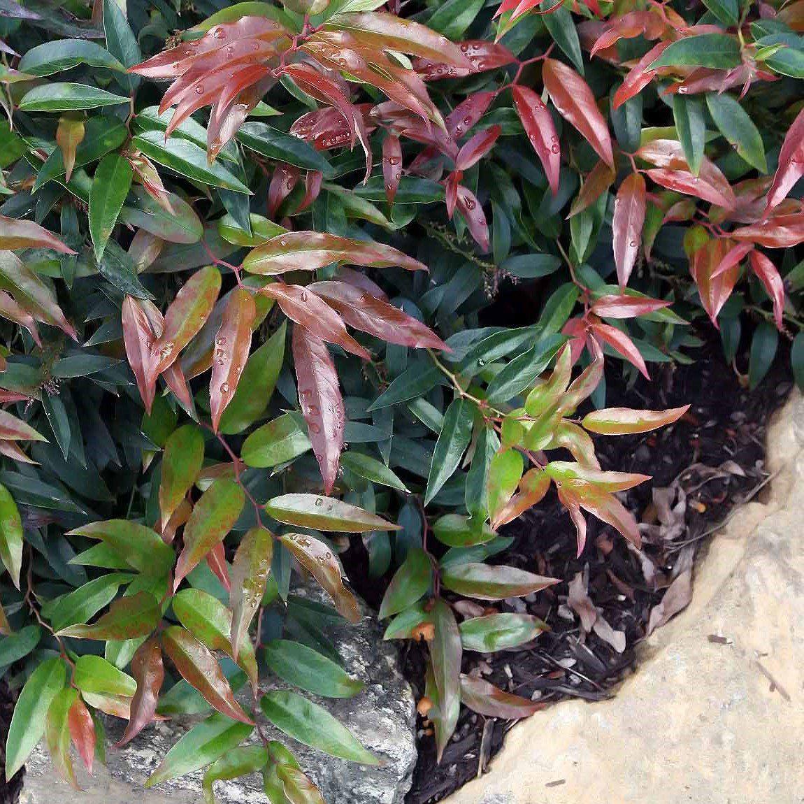 Leucothoe keiskei 'Opstal 50'  - Burning Love™ Leucothoe