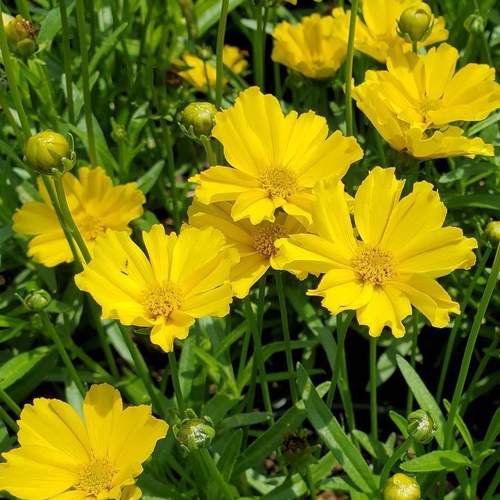 Coreopsis x 'Goldilocks'  - Lil' Bang™ Goldilocks Tickseed