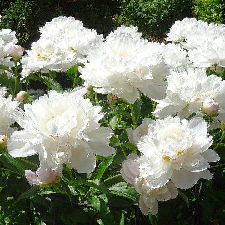 Paeonia lactiflora 'Gardenia'  - Gardenia Peony